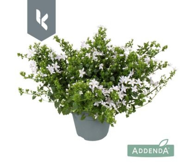 CAMPANULE ADANSA BLANCHE