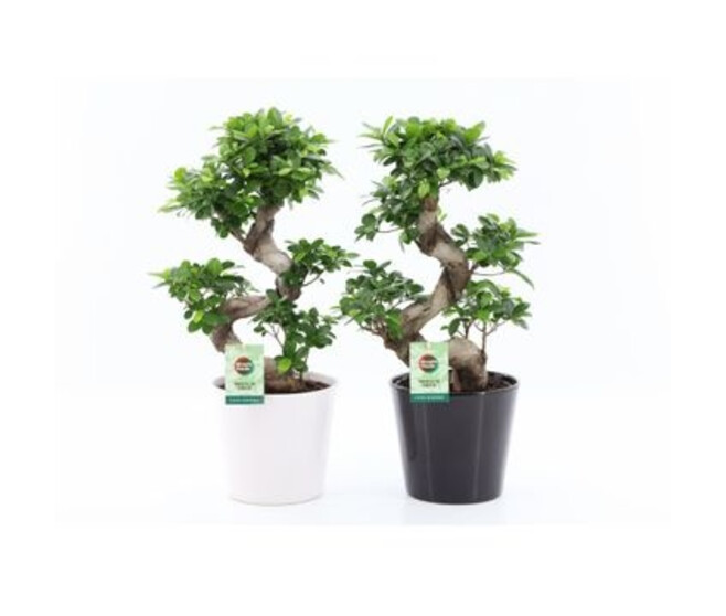 FICUS GINSENG CERAM
