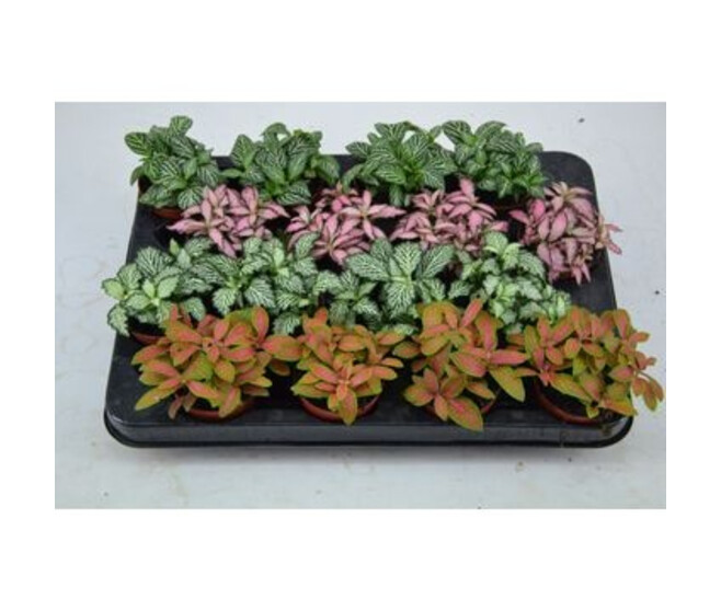 FITTONIA VARIE