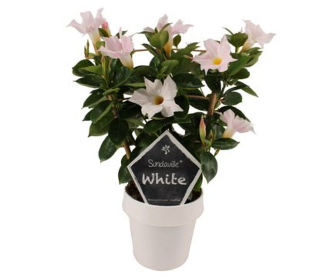 DIPLADENIA SUNDAVILLE BLANC PALISSE