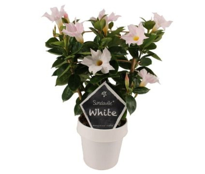 DIPLADENIA SUNDAVILLE BLANC PALISSE
