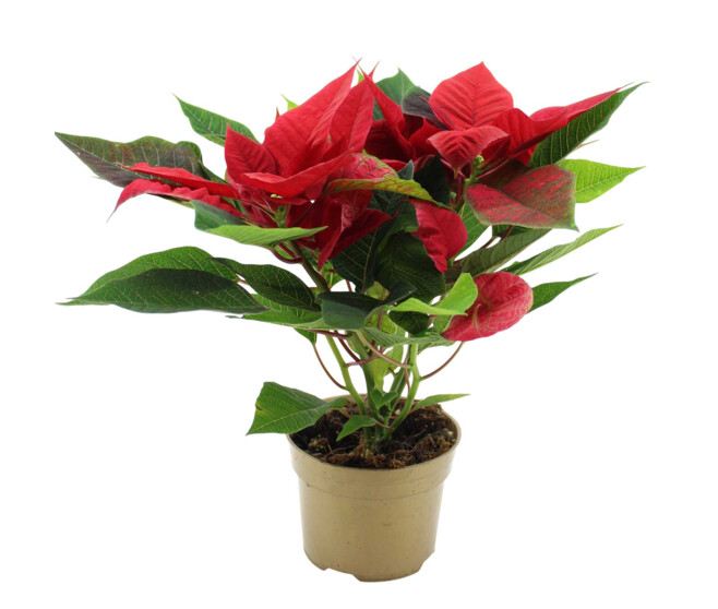 POINSETTIA