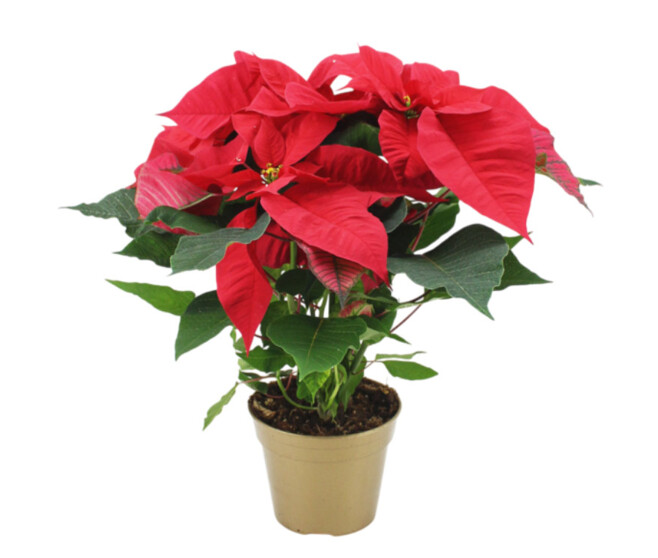 POINSETTIA