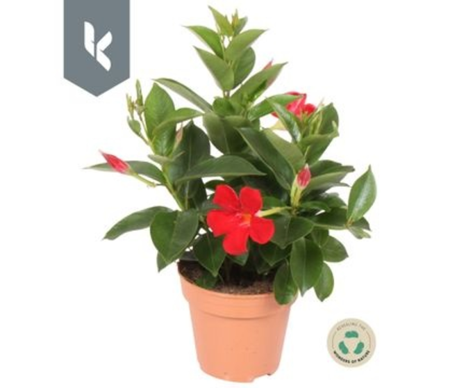 DIPLADENIA RIO ROUGE 3PP