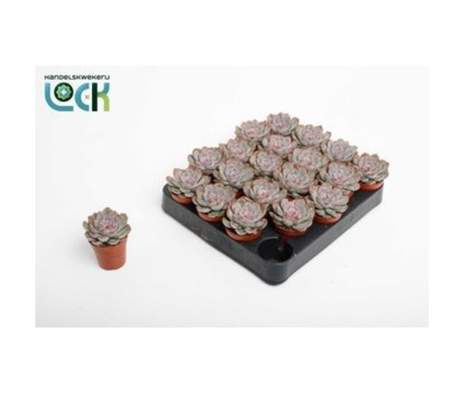 ECHEVERIA PELUSIDA
