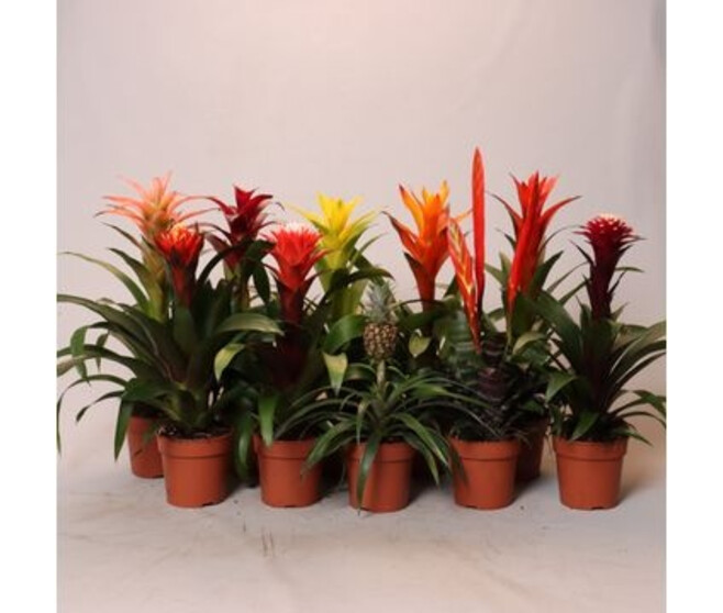 BROMELIACEE VARIES