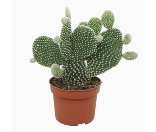 CACTUS OPUNTIA MICRODASYS