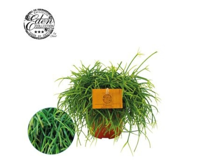RHIPSALIS CASHERO
