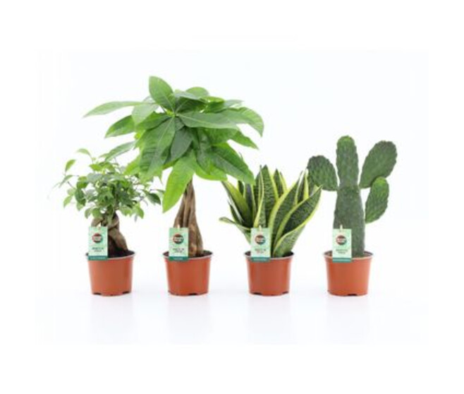 PLANTES VERTES VARIEES