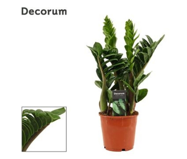 ZAMIOCULCAS ZENZI DECORUM