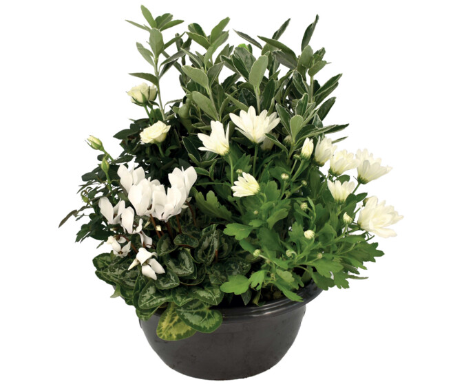 COUPE EXT HONORE