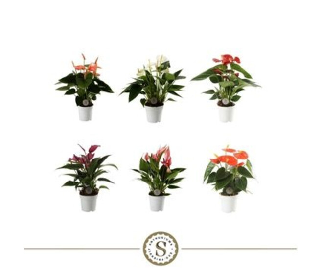 ANTHURIUM ANDREANUM VARIES