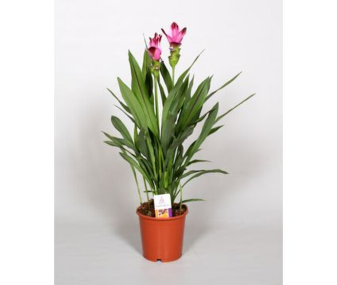 CURCUMA 2FL SIAM SPLASH