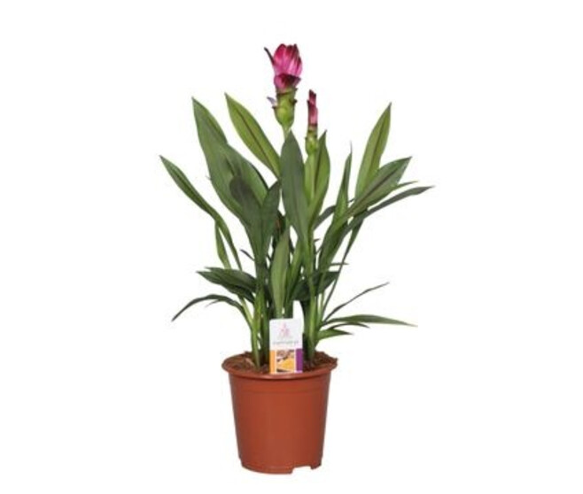 CURCUMA 2FL SIAM SPLASH