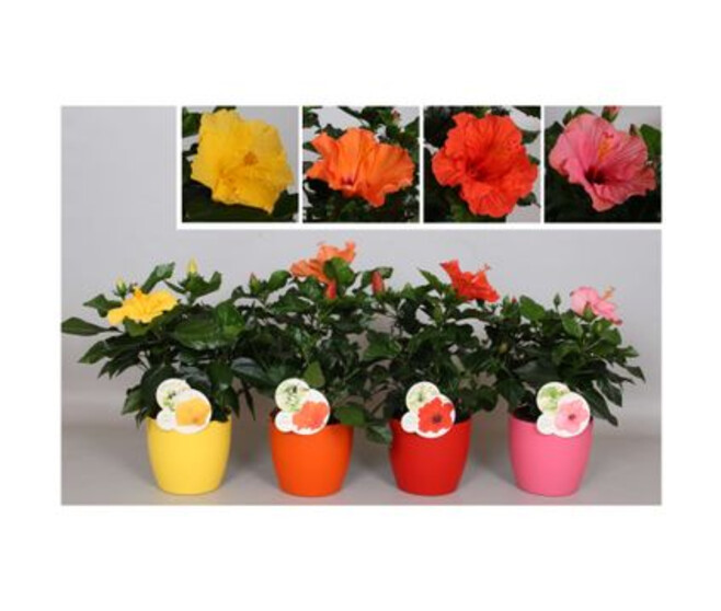 HIBISCUS VARIES