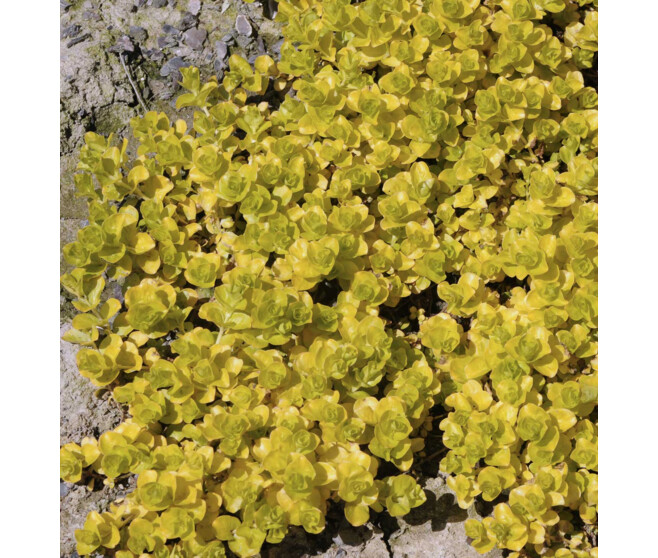 LYSIMACHIA NUMMULARIA AUREA