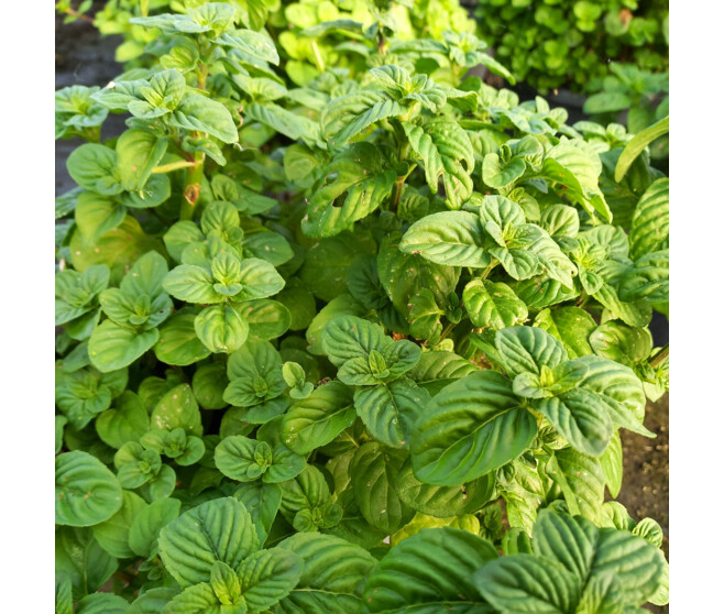 MENTHA AQUATICA