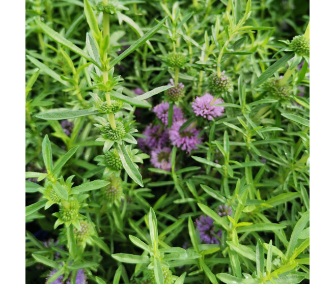 MENTHA CERVINA