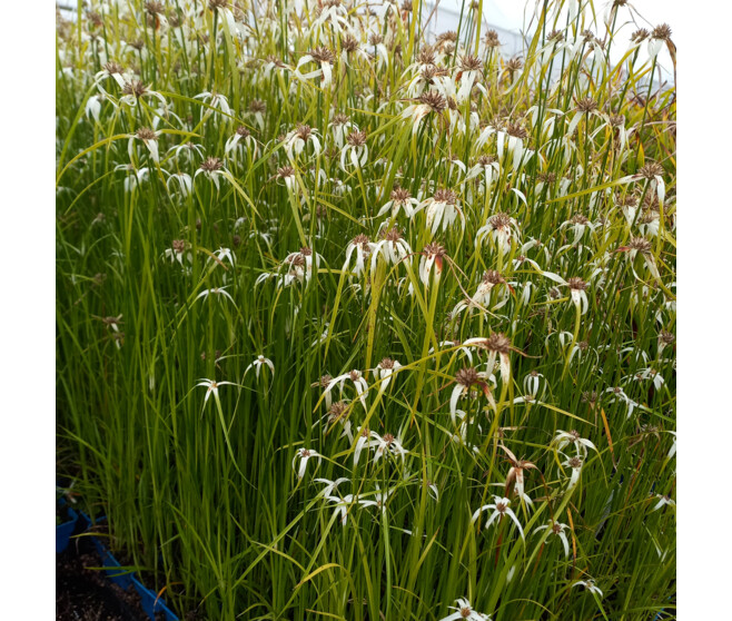 SPARGANIUM ERECTUM