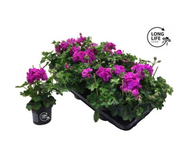 GERANIUM FL DBLE MAUVE