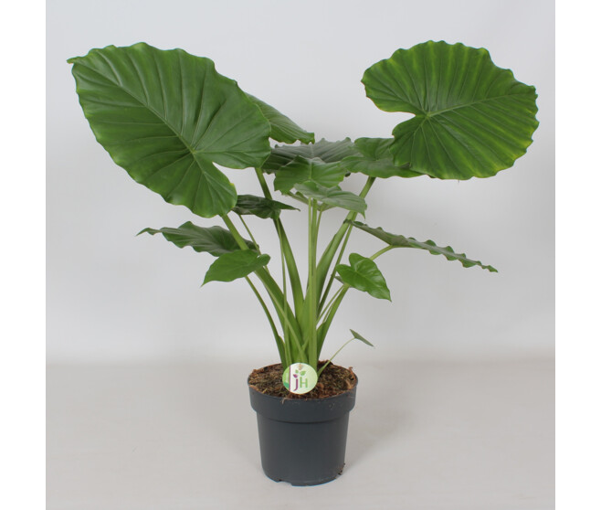 ALOCASIA GAGEANA