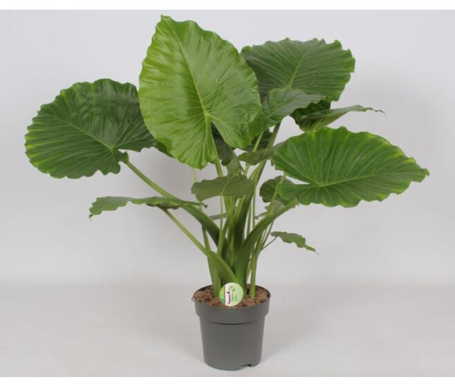 ALOCASIA GAGEANA
