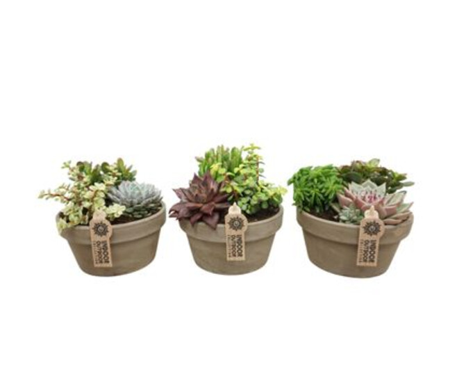 COMPO SUCCULENTE CERAM