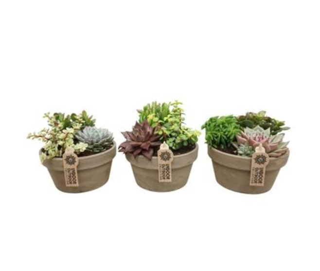 COMPO SUCCULENTE CERAM