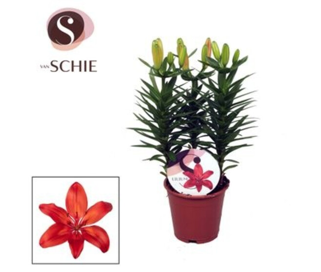 LILIUM MATRIX ORANGE 3PP