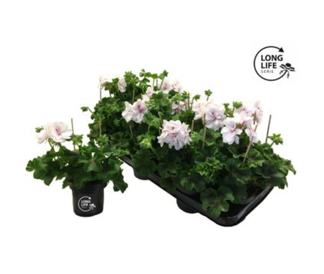 GERANIUM LIERRE DBLE BLANC