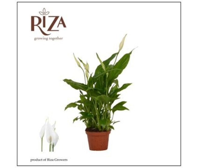 SPATHIPHYLLUM CHOPIN