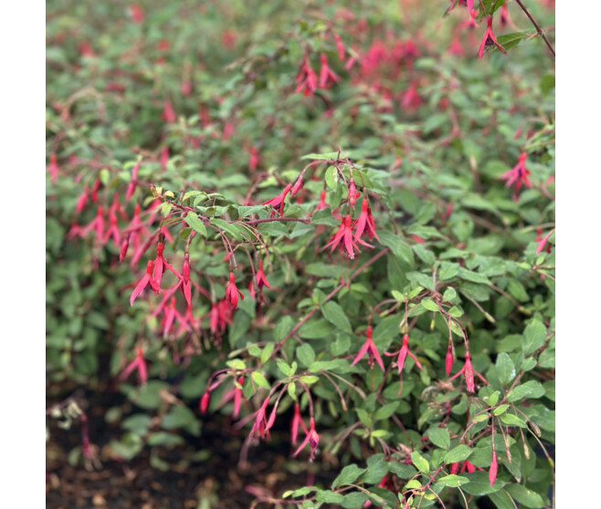 FUCHSIA HARDY