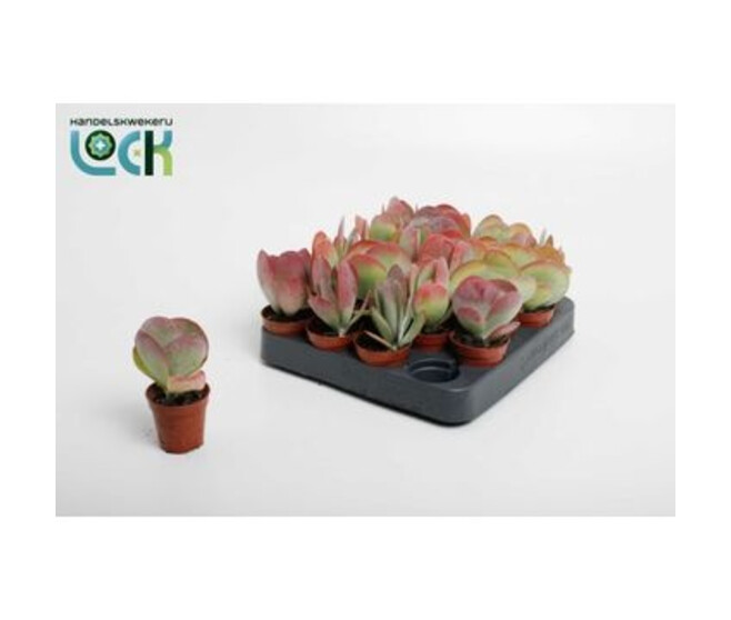 KALANCHOE THYRSIFLORA