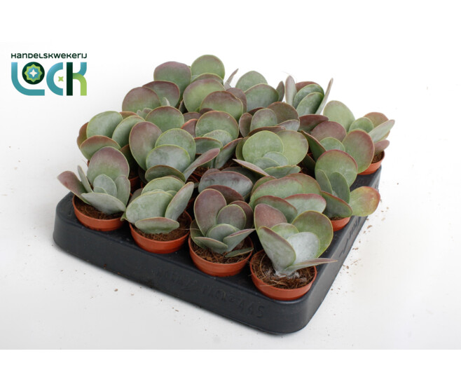 KALANCHOE THYRSIFLORA