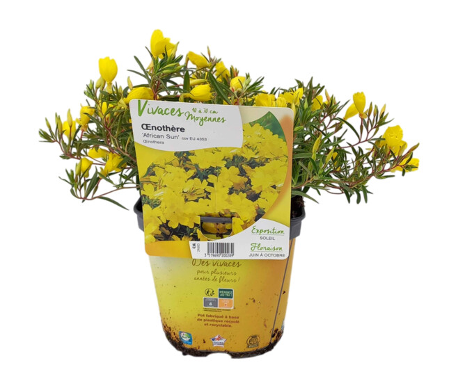 OENOTHERA AFRICAN SUN