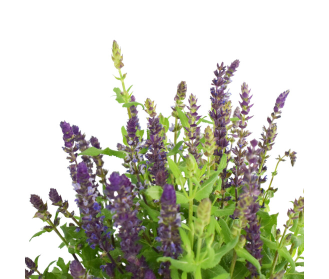 SAUGE SUPERBA REINE DES BLEUES