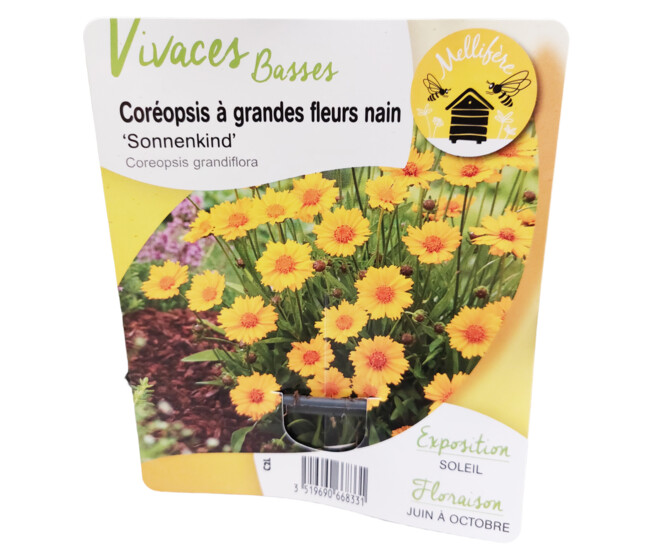 COREOPSIS GRANDIFLORA SONNENKIND