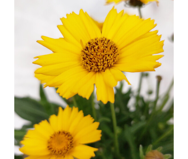 COREOPSIS GRANDIFLORA SONNENKIND