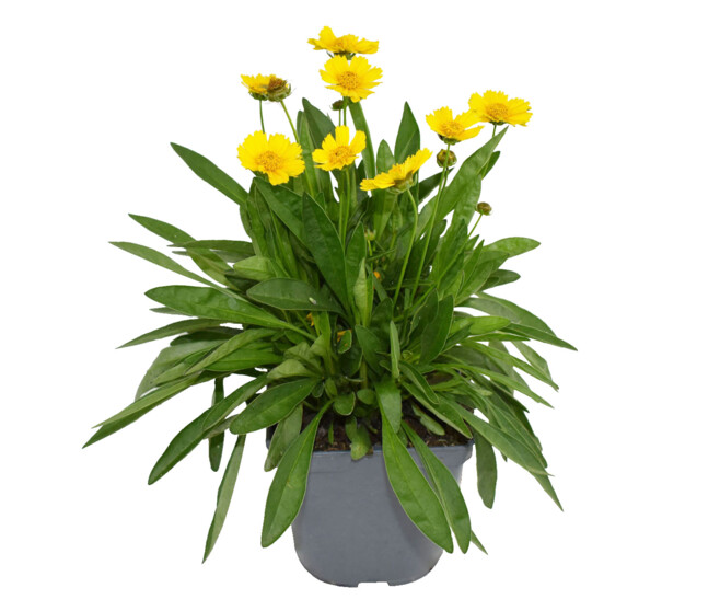 COREOPSIS GRANDIFLORA SONNENKIND