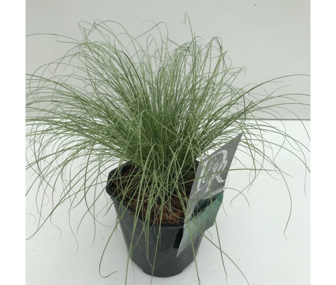 CAREX FROSTED CURLS
