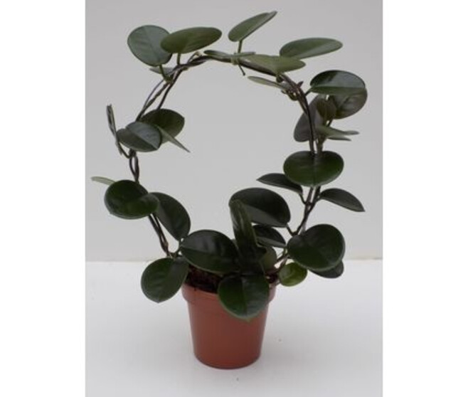 HOYA AUSTRALIS ARCEAU