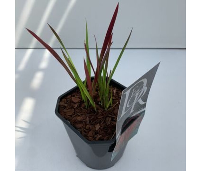 IMPERATA RED BARON