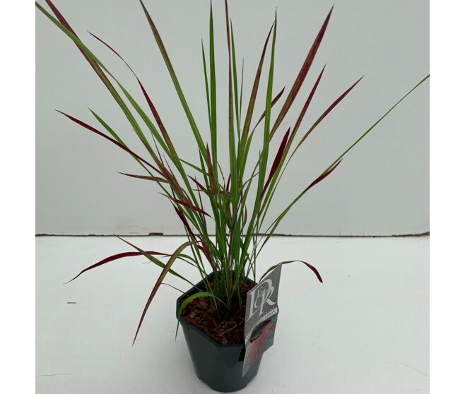 IMPERATA RED BARON