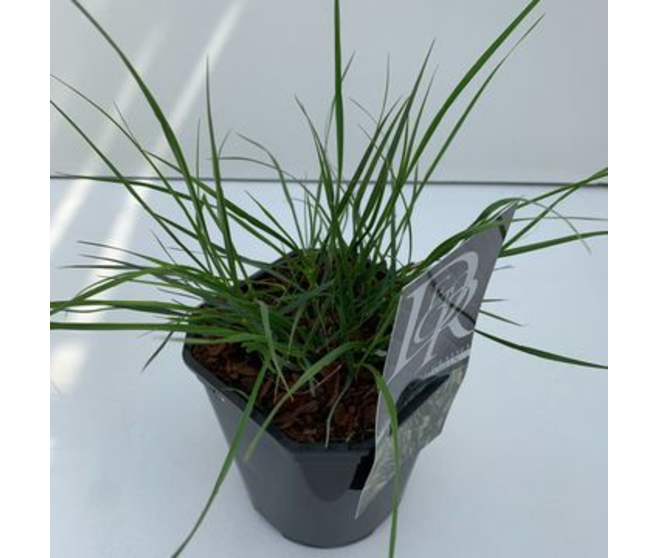 PENNISETUM HAMELN