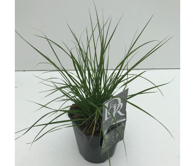 PENNISETUM HAMELN
