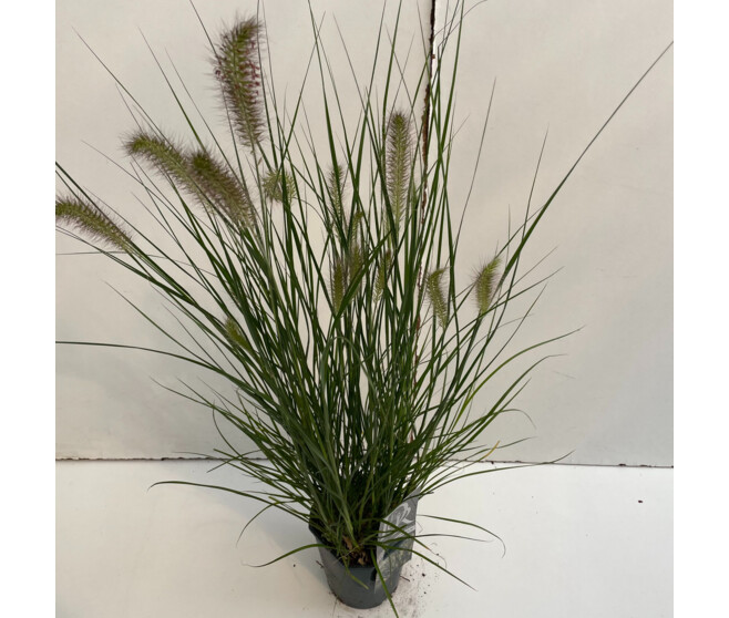 PENNISETUM HAMELN