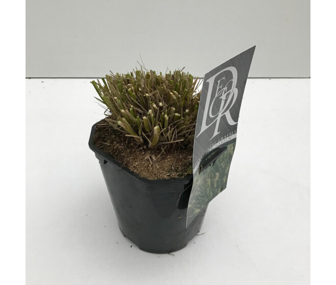 PENNISETUM HAMELN