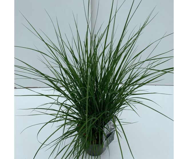 PENNISETUM HAMELN