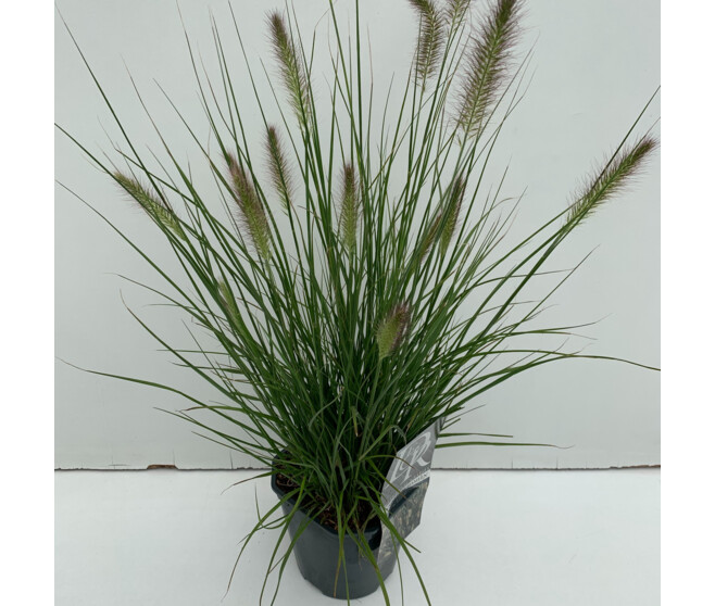 PENNISETUM HAMELN