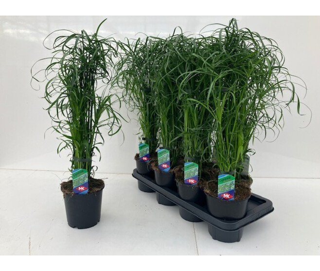 CYPERUS ALTERNIFOLIUS